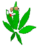 image pour juju